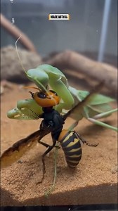 Chinese Mantis deploys its specialized structural adaptation against the diving Asian Giant Hornet. #ChineseMantis #AsianGiantHornet #SpecializedDefense #MegaFauna #Finality ⚙️ AI-generated dramatization — No real insects or creatures are involved in these visuals. | Insects Apex