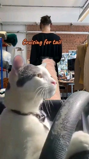 6K views · 52 reactions | The Tail Company on Reels | Facebook