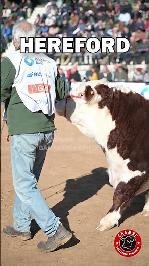 HEREFORD: una de las mejores razas para la producción de carne #hereford #ganaderia #campo #toro