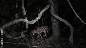 Ocelot (Leopardus pardalis) at night climbing in a tree, in search of prey, Pantanal wetlands, Brazil.