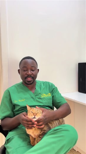 Feeding Cats Milk: What You Need to Know