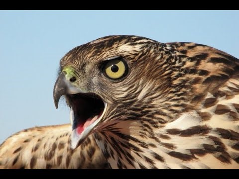 Falconry: Preventing Vocalization