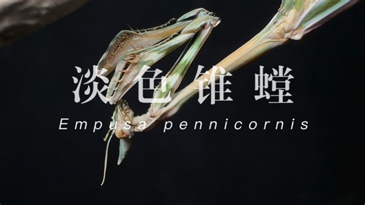 淡色锥螳Empusa pennicornis观赏