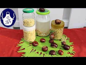 Make your own natural detergent from chestnuts
