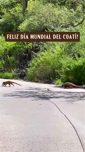 Hoy se celebra el Día Mundial del Coatí. Estas adorables criaturas son excelentes controladoras de insectos y también ayudan a dispersar semillas, lo que contribuye a mantener el equilibrio de nuestro desierto! ☀️ 🌵 Aunque ocasionalmente se les ve por nuestra región, el sur de Arizona es el límite más norte de su distribución, ya que se encuentran más comúnmente en Centro y Sudamérica. ➡️ Si ves uno durante una caminata, es mejor que mantengas tu distancia y lo observes hacer lo que más le enca