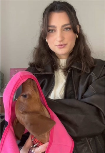 Effective Dog Training Tips for Dachshund Owners