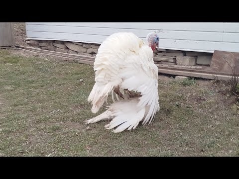 Індик повів індичку — сільська романтика 😄