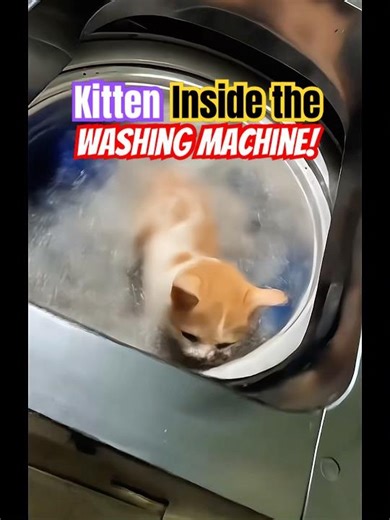 Suddenly Kitten jump into the Washing Machine!