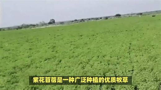 紫花苜蓿种植技术和方法