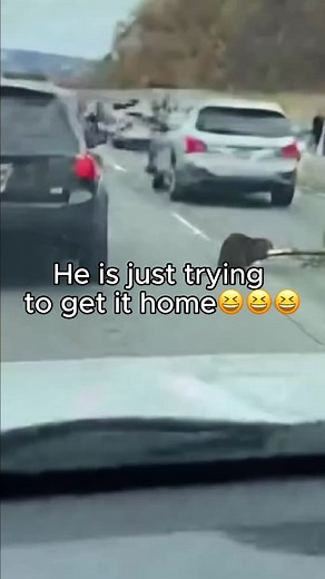 I Was Stuck in a Traffic Jam... The Reason Why is The Funniest Thing You'll See All Day 😂 | Truques do Panda
