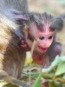 Adorable Tiny Baby Monkey Trying To Hug Mom #entertaininganimals #babymonkeys #wildlifeentertainment