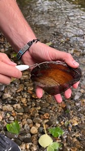 353K views · 4.1K reactions | man finds shell with pearls inside Does anyone know what type of shell this is? Is it an oyster or a clam? What are the odds of finding one with pearls inside?! | The Monroe Family | Facebook