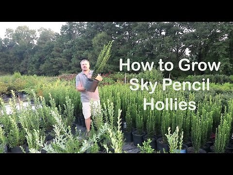 How to grow Sky Pencil Hollies. The easy upright evergreen shrubs.