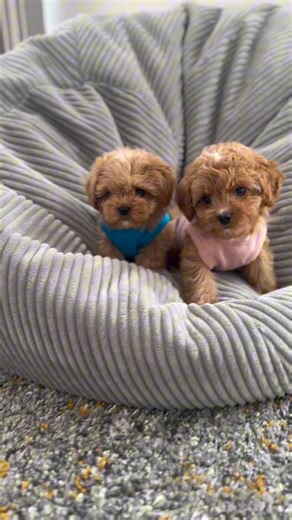 Life with Maltipoo puppies- precious moments with Sandy and Toffee🐾💙😇😇❤️🐾 #doglover #doglovers #cutnessoverload #cutepetclub #toomuchcuteness #toocute #toocuteforwords #puppy #puppylove #puppylover #reelsvideo #trendingreels #maltipoosofinstagram #maltipoos #cutestpuppy #dogs #cutestdogs #teddybearlove #teddybeardog #dogofinstagram #instadog #instadoggy #doglife #doglifeisgood #mlapets #pet #petlovers | MLA Pets - My Little Angels