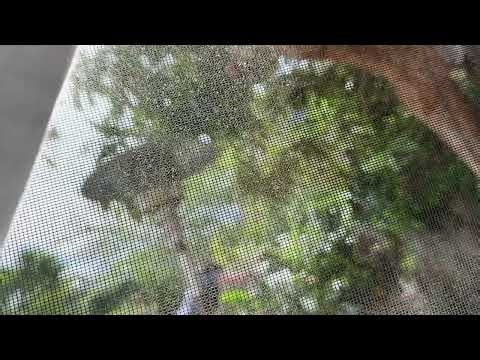 Sarastro: ‘O Isis und Osiris’ an octave lower via common cold (Die Zauberflöte, W.A. Mozart K. 620)