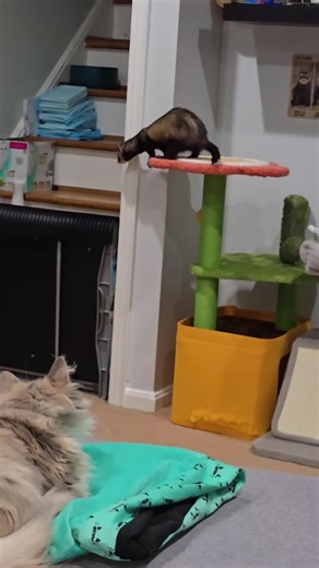 ✪ ⚓ dook_momma ⚓ ✪ on TikTok