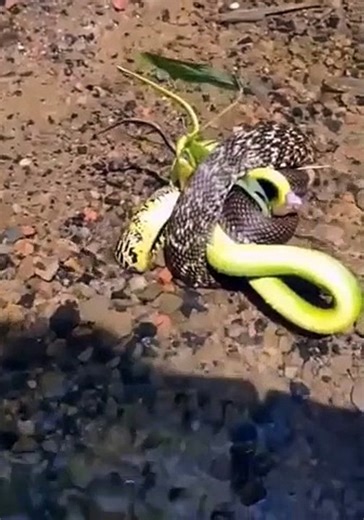 amazing snake #shorts (10)