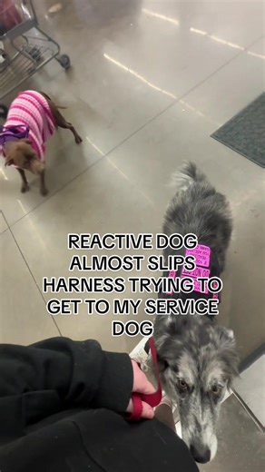 Can we talk about the neutrality and absolute level of trust my dog has in me? My instinct is to say “leave it” in situations like this to make sure theres no chance of my dog engaging in a way that could fuel the fire, but she honestly didn’t even care much before that. I love that my service dog knows ive got her back in situations like this. She didn’t even shake off from tension after this thats how much she didnt care. Truly blows my mind. #dog #servicedog #reactive #foryou #viral