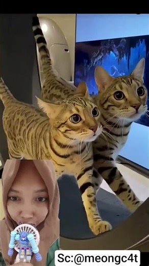 twin cats who went the wrong way!!!