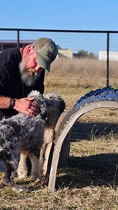 Piper & Lassie are working on building their confidence on the agility course. These pups have a bright future and we are excited to be a part of it! #bernedoodle | Hilton Butler