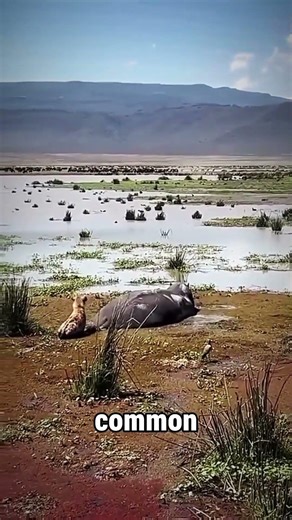 Hyena Tests a Hippo's Patience in the Most Unexpected Way #wildlife #shorts