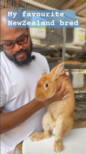 New Zealand Red. #rabbit #animals #rabbitfarming #newzealandrabbit #newzealand #California