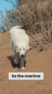 5.1K views · 132 reactions | The video examines the protective role of the Maremma Sheepdog as a livestock guardian against predators. | Dogumentary TV | Facebook