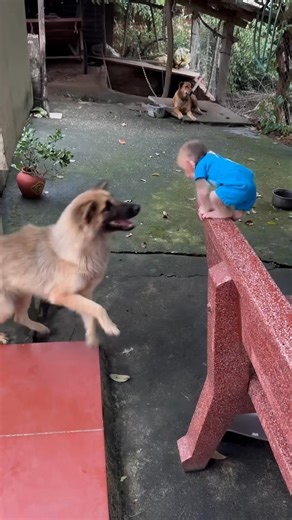 202K views · 2K reactions | Kevin stood on the chair and teased the dog. | Monkey BiBi | Facebook