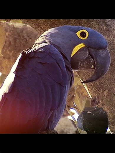 Hyacinth Macaws: Majestic Tropical Birds