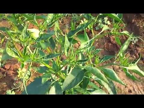 THRIPS & MITES damage in CHILLIES