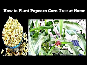 How to plant popcorn corn tree at home पॉपकॉर्न वाली मक्का का पेड़ कैसे लगाते है घर पर ही