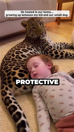 I Rescued a Baby Leopard From Wolves… Letting Him Go Broke My Heart 🐆💔 #shorts