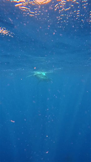 1.8K views · 84 reactions | Named a National Geographic “Tour of a Lifetime,” on our Tonga expedition, you'll be able to experience swimming safely alongside humpback whale mother and calf pairs. With strict, low-impact ecotourism regulations, Tonga's warm waters are the perfect place for up-close encounters with these magnificent animals. Rosie Jeffrey | Oceanic Society | Facebook