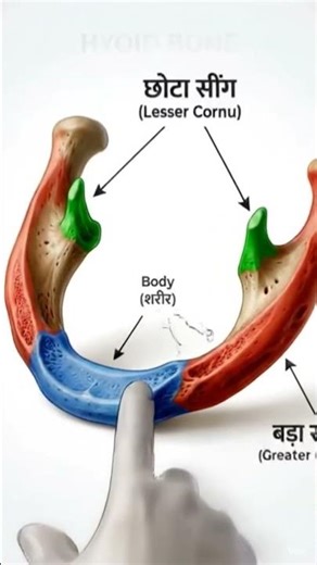 hyoid bone #facts #heart #education #anatomy #science