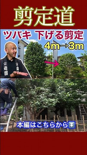 《Beginner's Camellia Pruning》Let’s decide the height by consulting with the tree!! #PruningMethod...