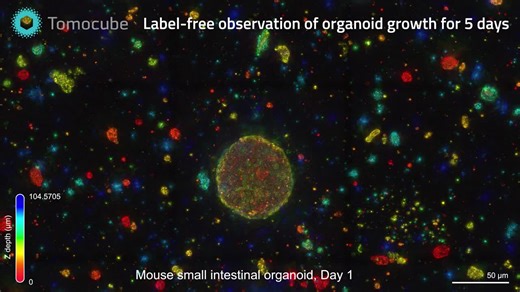 #tomocube #holotomography #mouse #developmentalbiology #3dimaging #imaging #realdata #realtime #livecell #microscope #labelfree #timelapse #bioimaging #refractiveindex #quantitativedata… | Schaefer Scientific