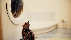 Cat Look Inside Washing Machine Handheld: стоковое видео (без лицензионных платежей), 1025143685 | Shutterstock
