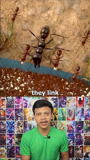 How Ant Colonies Evacuate During Floods 🤔