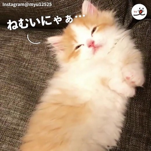 寝落ちしそうなニャンコ😴 でも、頑張って起きてる姿が愛くるしい❤️ 【PECO TV】