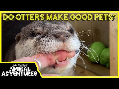 Do OTTERS make good PETS?