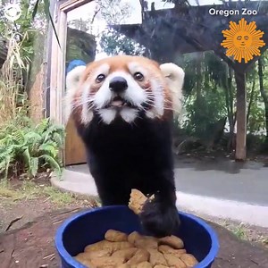 Two red pandas at the @OregonZoo really like cookies! Mei Mei and Moshu were caught on camera munching on their tasty treats https://cbsn.ws/394lGTw | CBS Sunday Morning
