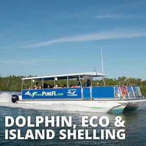 Cruise coastal waterways on our dolphin, eco & island shelling tours. Walk the white sandy beaches of Keewaydin, collect shells and take in the beautiful nature and wildlife while you cruise! Book your trip today. | Pure Florida