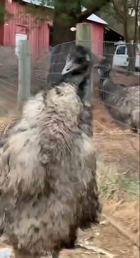 Ever heard an emu sound?
