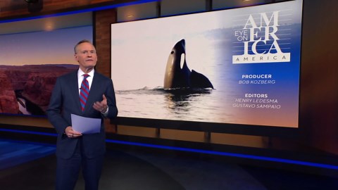 Puget Sound orca pod threatened by salmon decline