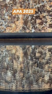 APA 2025 🏹🎯 | APA Archery