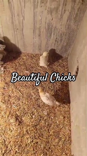 Beautiful Chicks | Birds Fusion #Shorts #Birds #Viral