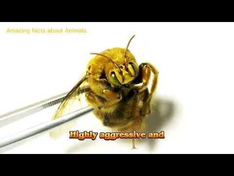 Deadliest Bugs You Should Avoid #DangerousInsects #DeadlyBugs #MostDangerous