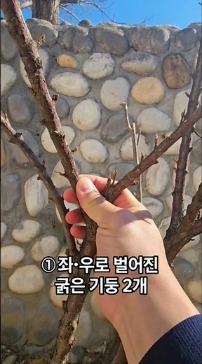 앵두나무 가지치기(Cherry Tree Pruning with AI) #앵두나무 #가지치기 #전정 # 과수전정 #유튜브쇼츠