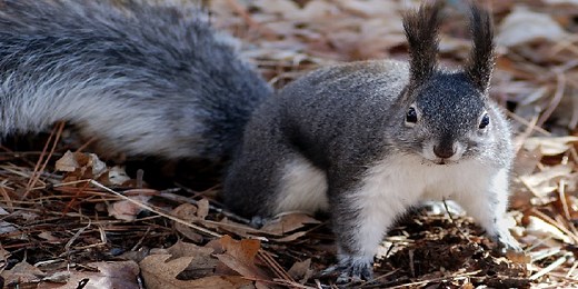 How Serious is a Squirrel Bite - What to Do if Bitten?