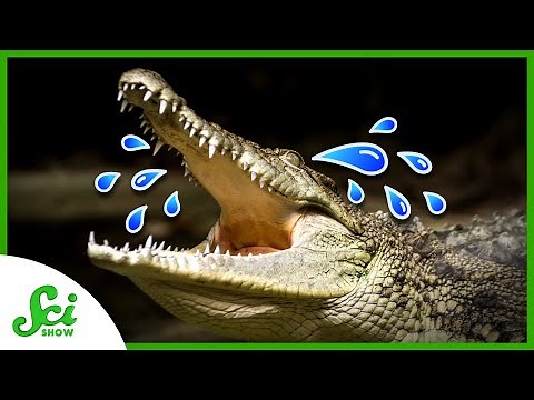 Crocodile Tears Are Real (And Could Help Cure Dry Eyes)